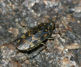 Pentacora ligata