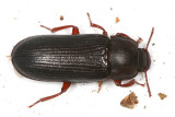 Tenebrio molitor