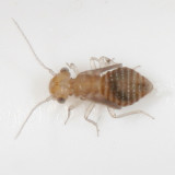 (nymph)  Ectopsocus briggsi