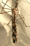 Tipula trivittata