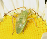 Alfalfa Plant Bug nymph - Adelphocoris lineolatus