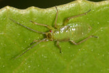 Mirid nymph