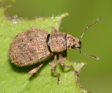 Sciaphilus asperatus