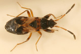 Scolopostethus thomsoni