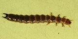 Shizotus cervicalis (larva)