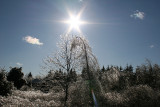 Icy Trees and Sun
