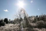 Icy Trees and Sun 2