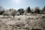 Ice Covered Field