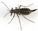 female Snow Scorpionfly - Boreus brumalis