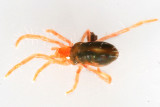 Rhagidiidae