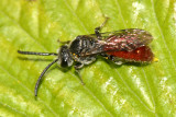 Sphecodes ranunculi (male)