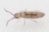 Entomobrya sinelloides