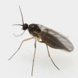 Dark-winged Fungus Gnat