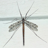 Tipula longiventris