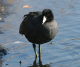 American Coot - Fulica americana