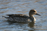 Northern Pintail - Anas acuta (female)