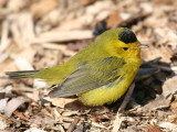 Wilson'w Warbler - Cardellina pusilla