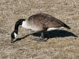 Canada Goose - Branta canadensis