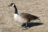 Canada Goose - Branta canadensis