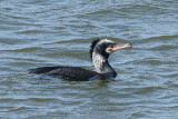 Great Cormorant - Phalacrocorax carbo