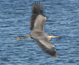 Great Blue Heron - Ardea herodias