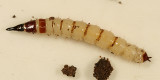 fly larva - Xylophagus sp.