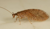 Micromus posticus