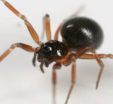 Dwarf Spider - Erigoninae