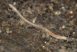 Blaniulidae - Blaniulus guttulatus