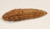 Platycheirus sp. larva