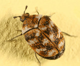 Carpet Beetles - Dermestidae
