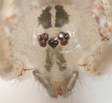 Cellar Spiders - Pholcidae