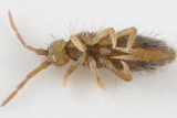 Entomobrya unostrigata