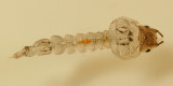 Mochlonyx sp. (larva)