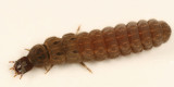 Soldier Beetle larva