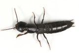 Ocypus nitens