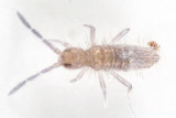 Entomobrya sinelloides (immature)