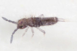 Entomobrya sinelloides (very young)
