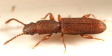 Cathartosilvanus imbellis