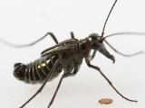male Snow Scorpionfly - Boreus brumalis