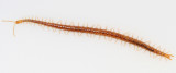 Soil Centipede - Geophilomorpha - Strigamia branneri