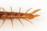 Soil Centipede - Geophilomorpha - Strigamia branneri