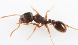 Immigrant Pavement Ant - Tetramorium immigrans