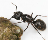 Camponotus pennsylvanicus (queen)