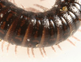 Julidae - Ophyiulus pilosus