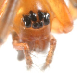 Lepthyphantes sp.