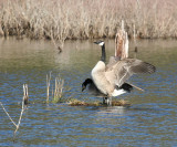 Canada Geese - Branta canadensis