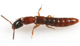 Neohypnus melanops