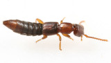 Scopaeus sp.