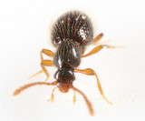 Stenichnus sp.